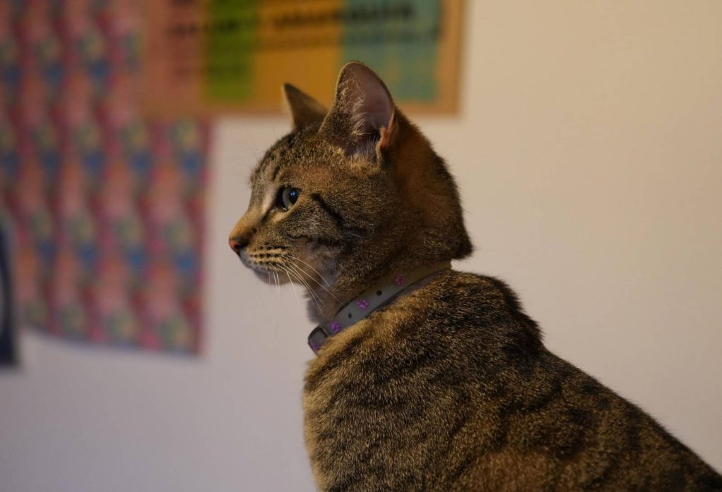 Foto de la Pailita de lado, mi gata de San Bernardo en el lente de J.N.